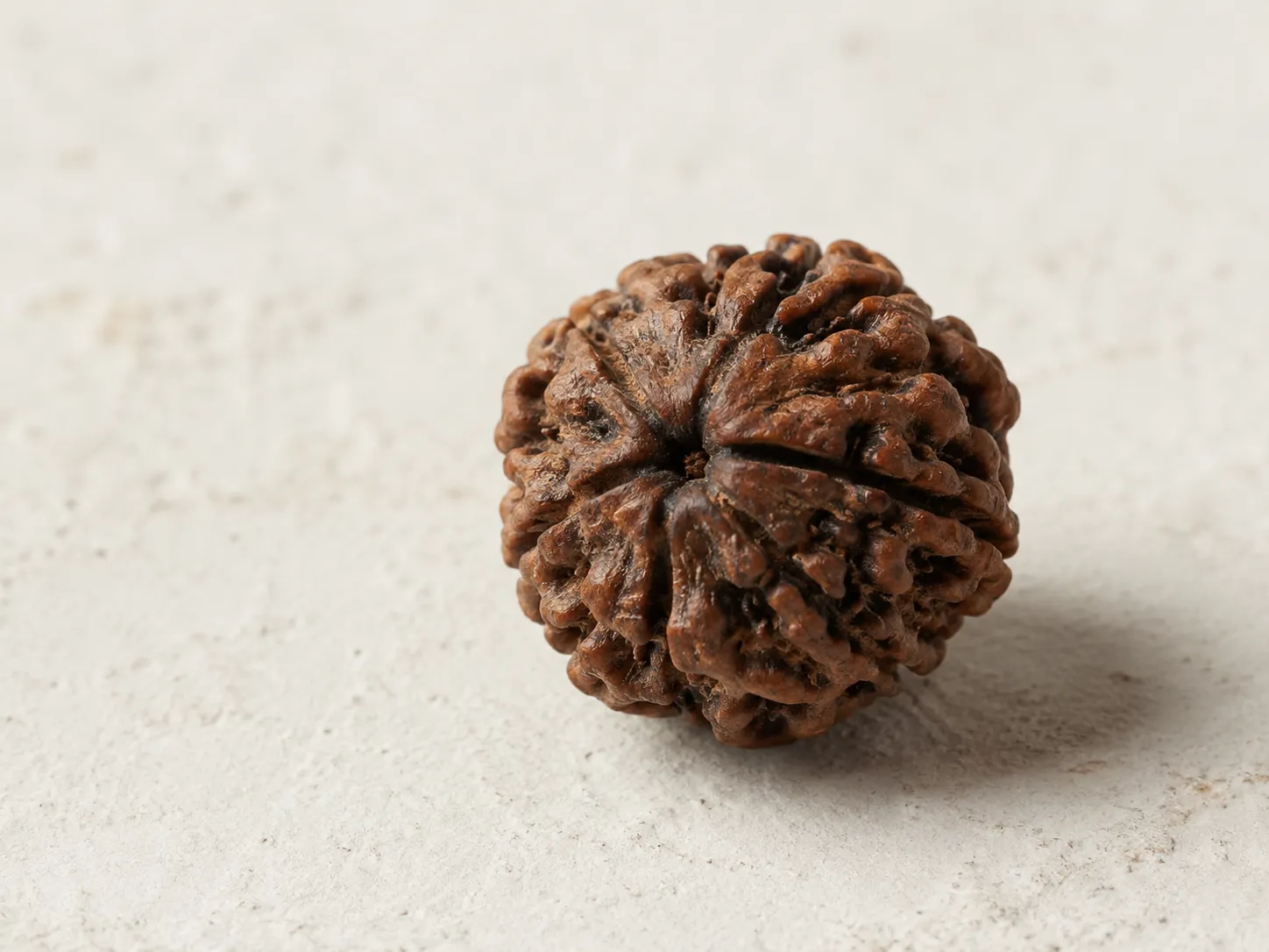 Rudraksha, graine d'ancrage